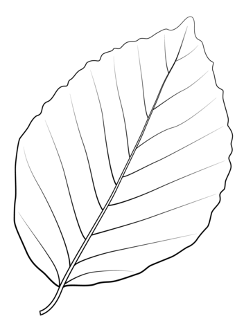 Copper Beech Leaf Coloring Page